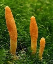 Cordyceps cultivation lab