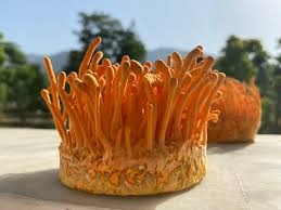 Premium Cordyceps Militaris mushrooms cultivation